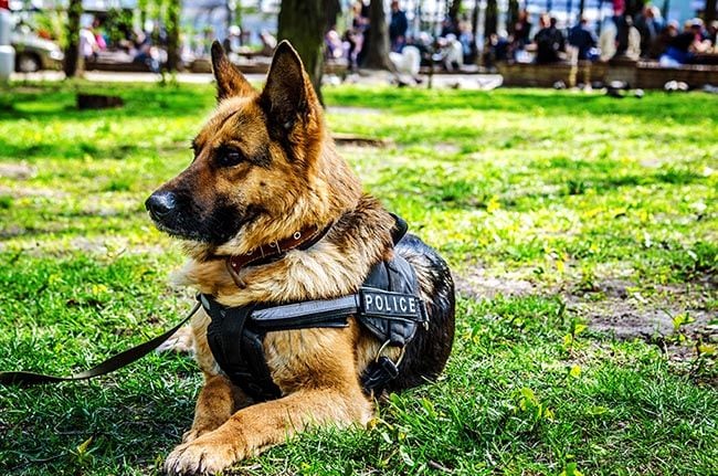 Perros policías