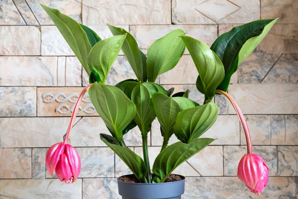 Medinilla magnifica u orquídea de Malasia, con sus bellas flores rosas