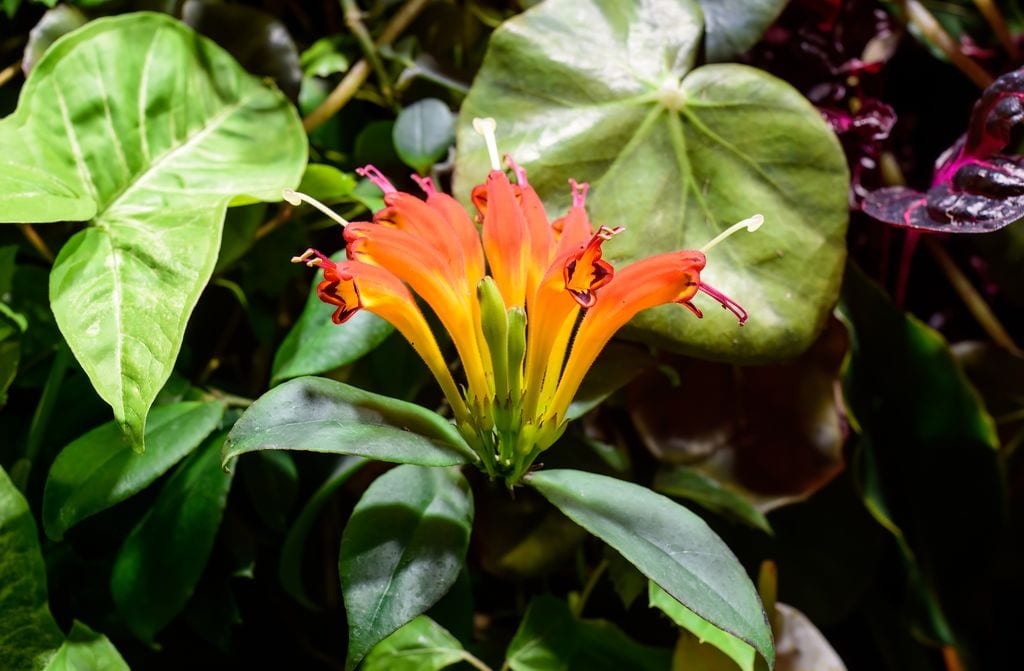 Aeschynantus o planta pintalabios