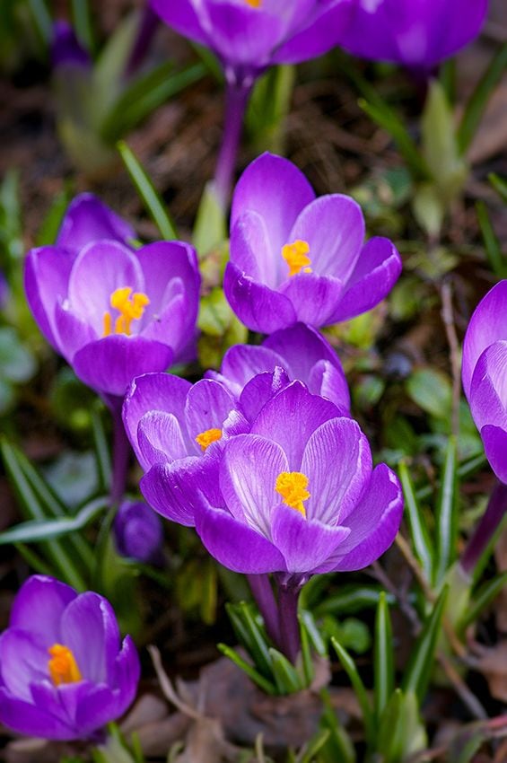 cuidados crocus 04a