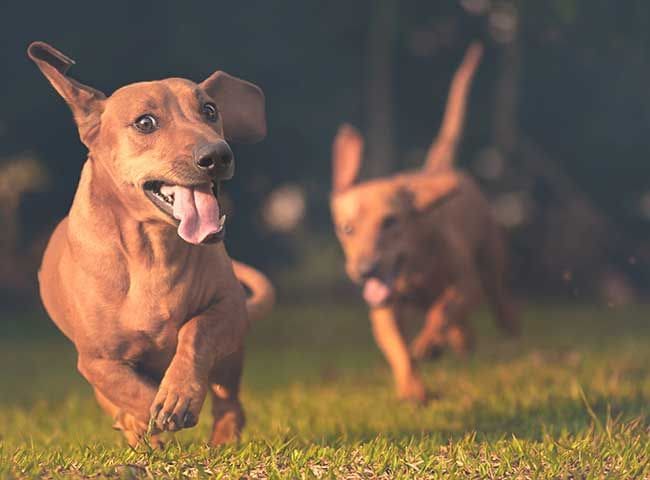 perros corriendo