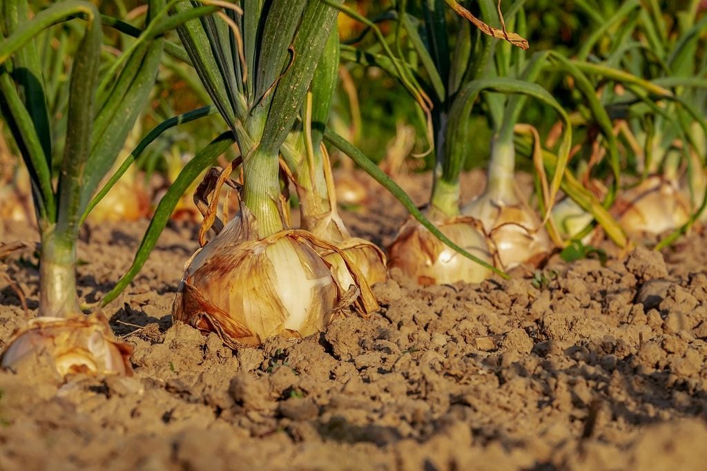 Cebollas