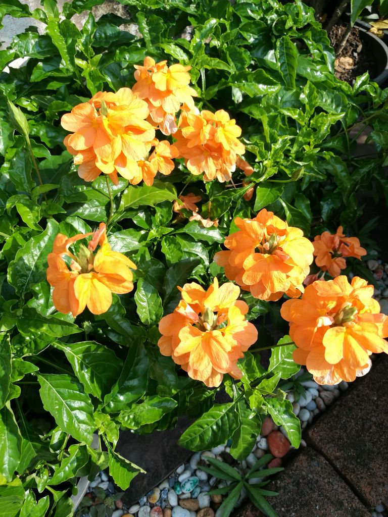 crossandra