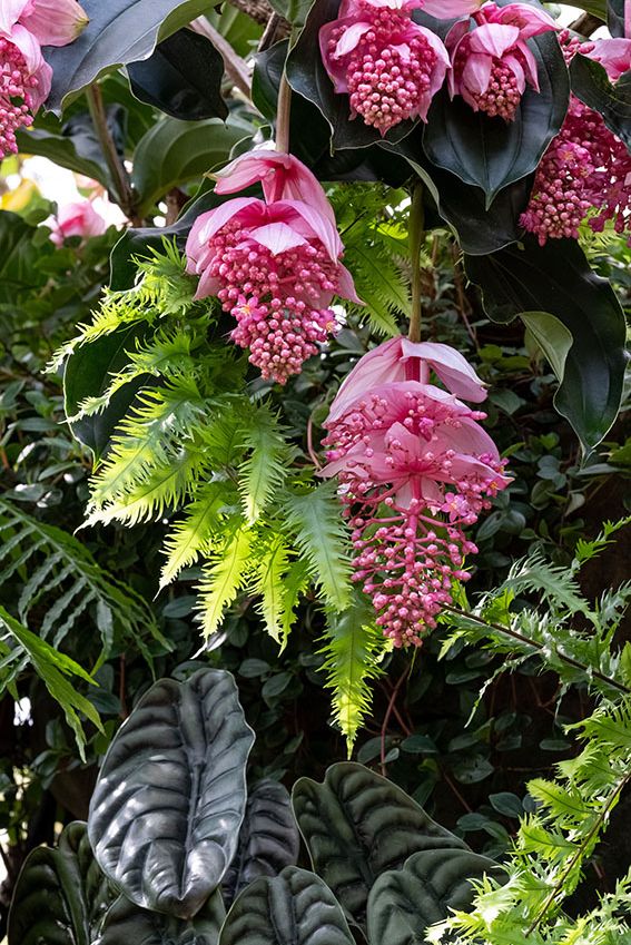 cultivar medinilla 5