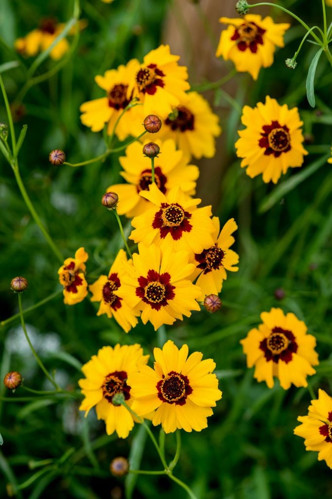 Coreopsis 