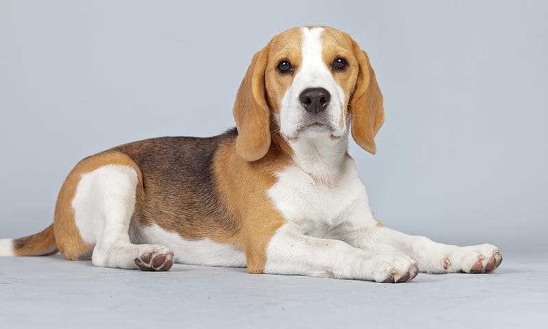 razas de perros para ninos beagle 10