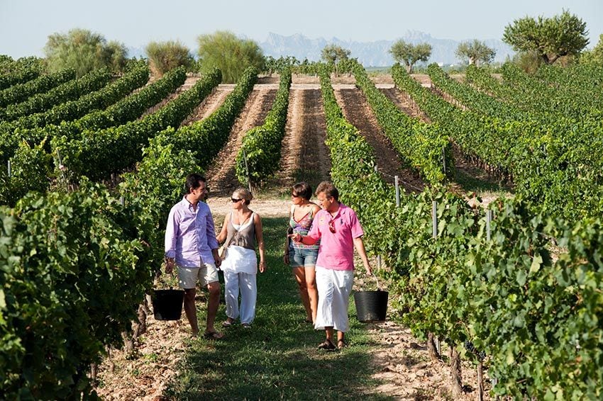 Penedes-Vilafranca-del-Penedes-Bodegas-Torres