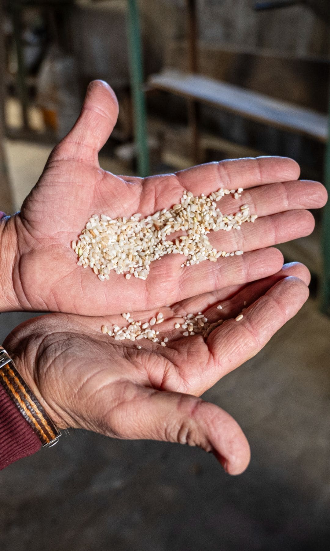 El arroz es un cereal muy ligado a la gastronomía del delta