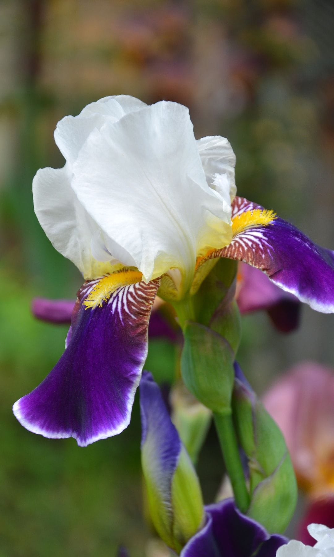 Lirio o Iris germanica en tono blanco y morado