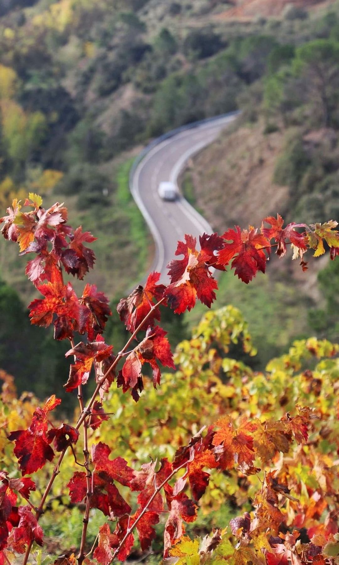 Bodega Mas Doix en el Priorat, Tarragona