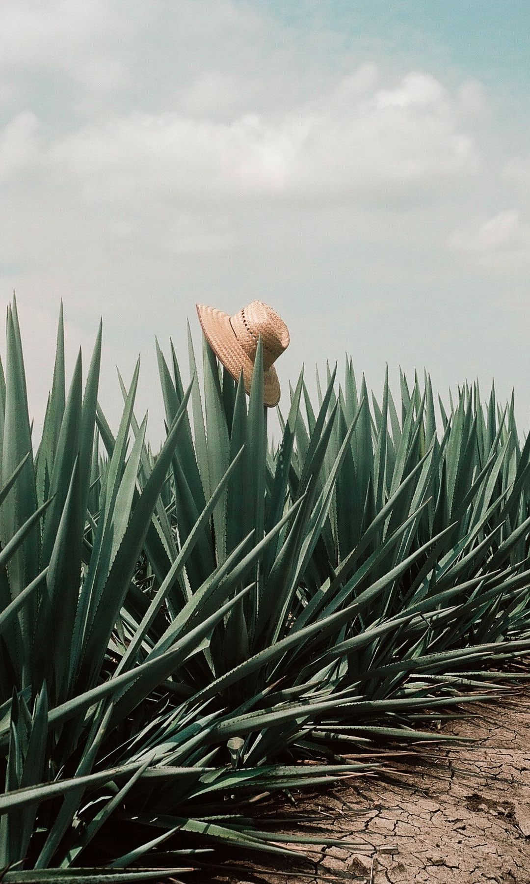 Si quieres tomar tequila, hazlo (a partir de ahora) de la forma más sofisticada