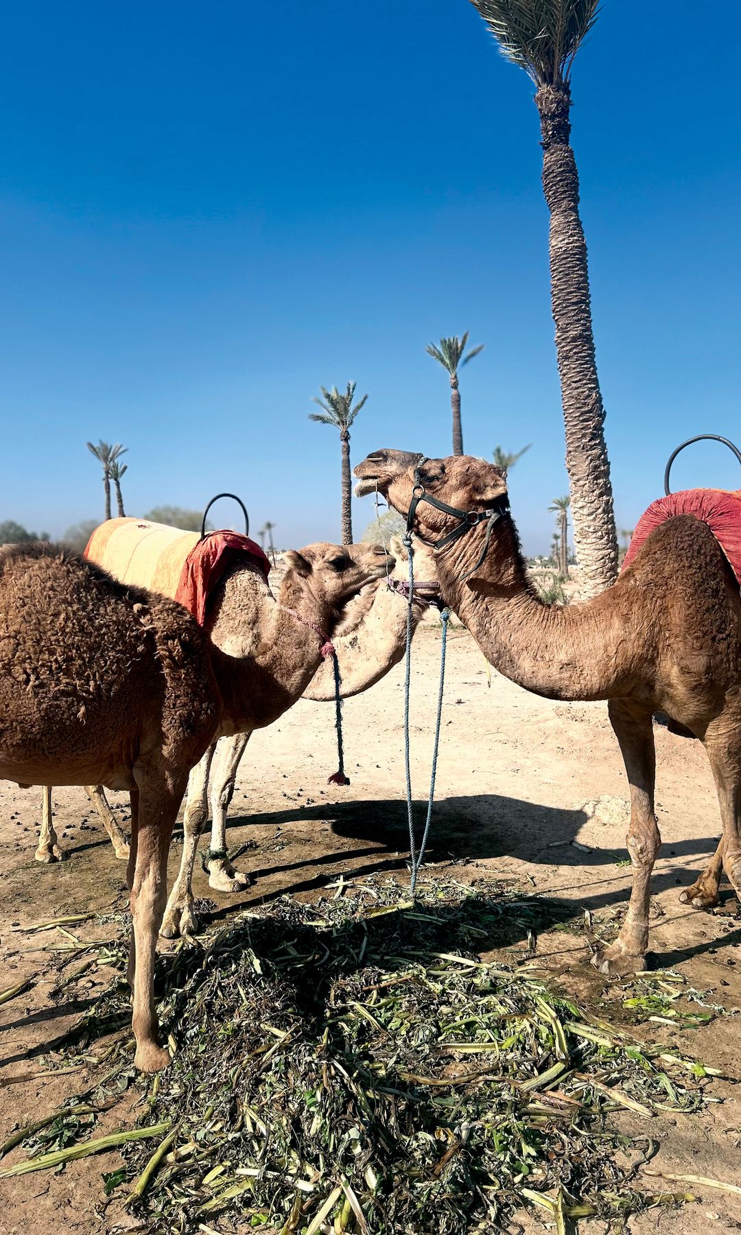 Camellos en la Palmeraie