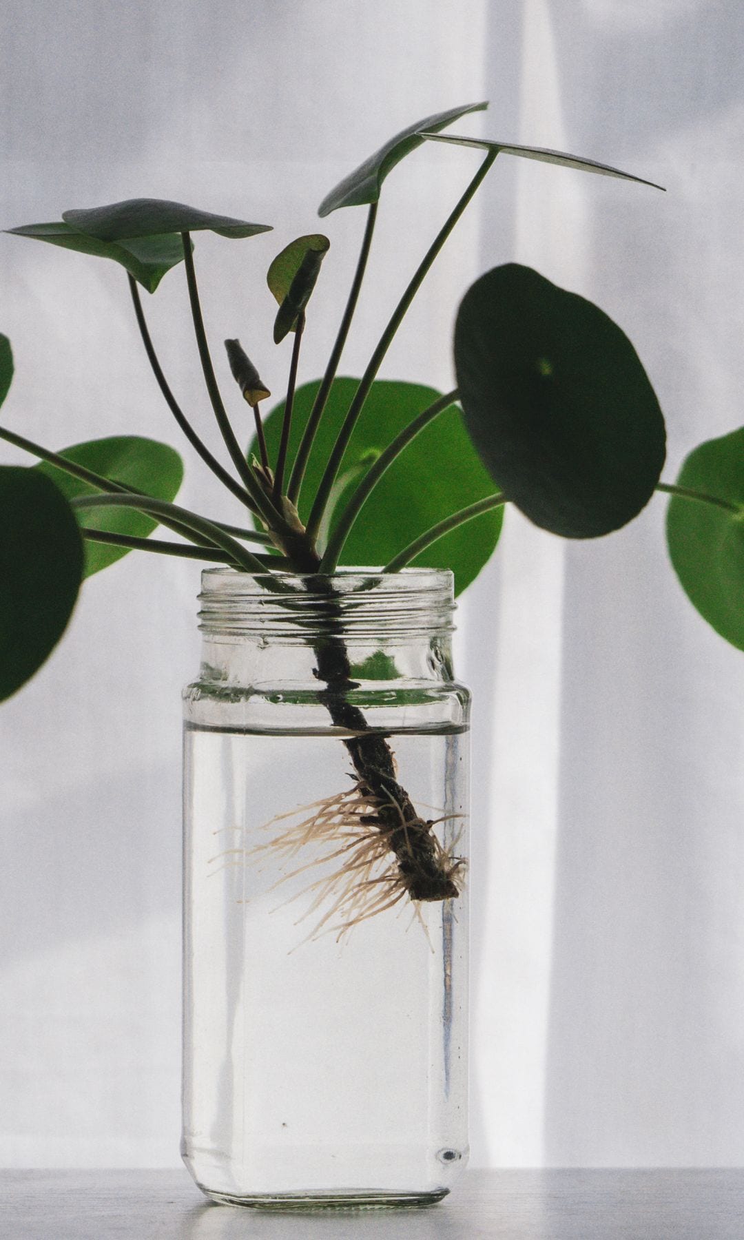 Esqueje de una planta del dinero sumergido en un tarro con agua