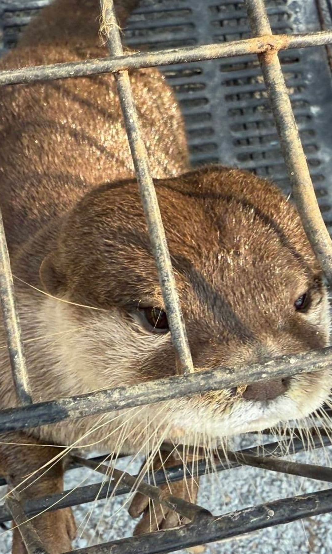 Frank Cuesta, detenido en Tailandia por posesión ilegal de animales protegidos