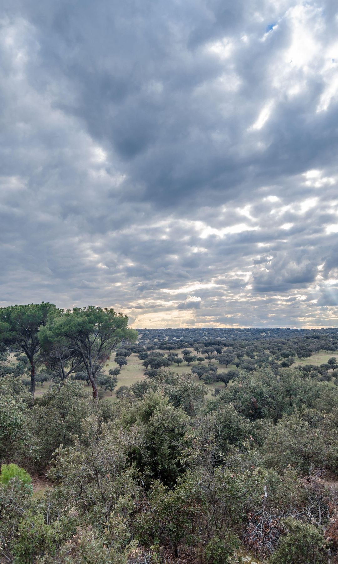 Monte de El Pardo, uno de los espacios naturales más bellos de Madrid