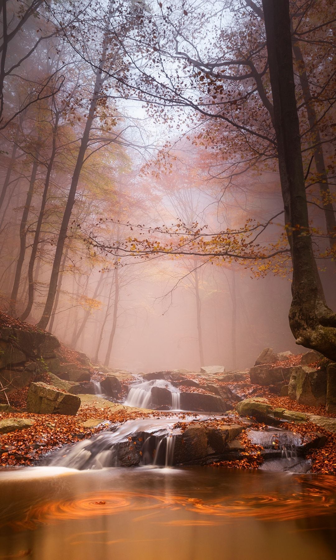 Otoño en el bosque del Parque Natural del Montseny, Barcelona