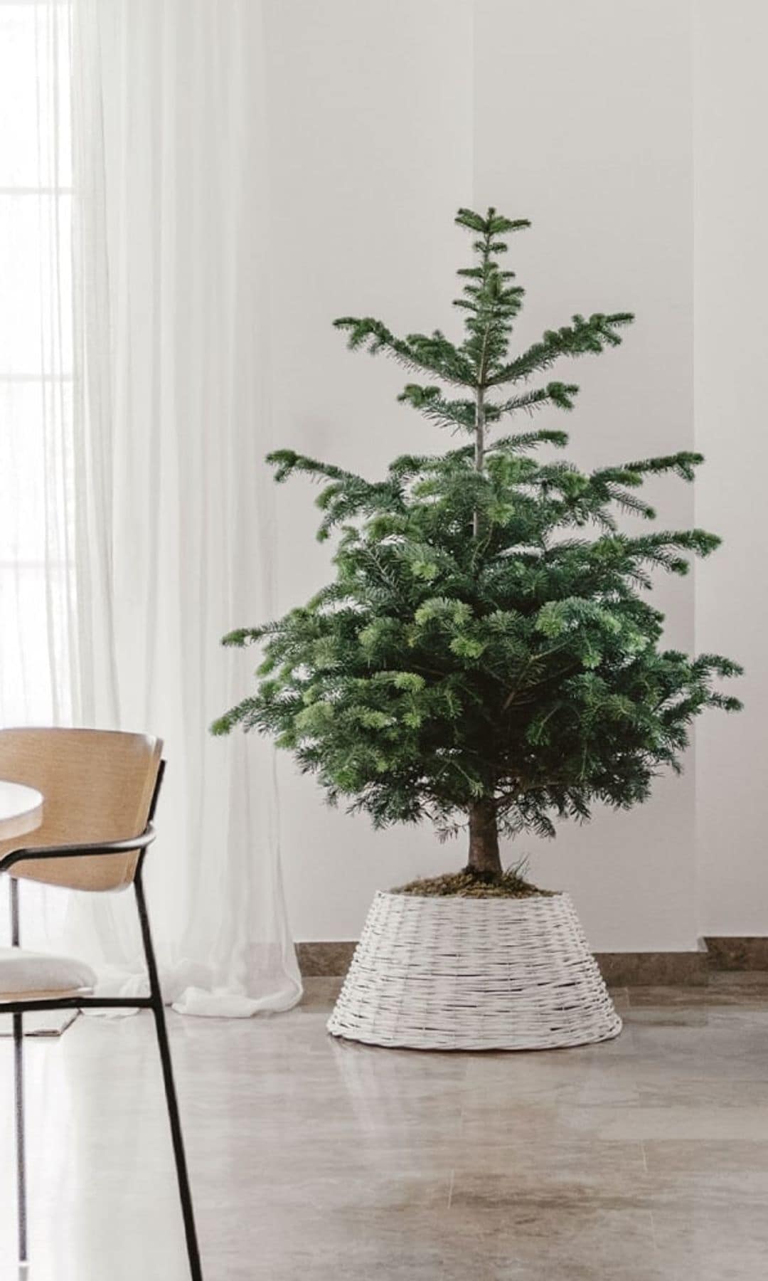 Árbol de Navidad natural con maceta de fibras vegetales blanca