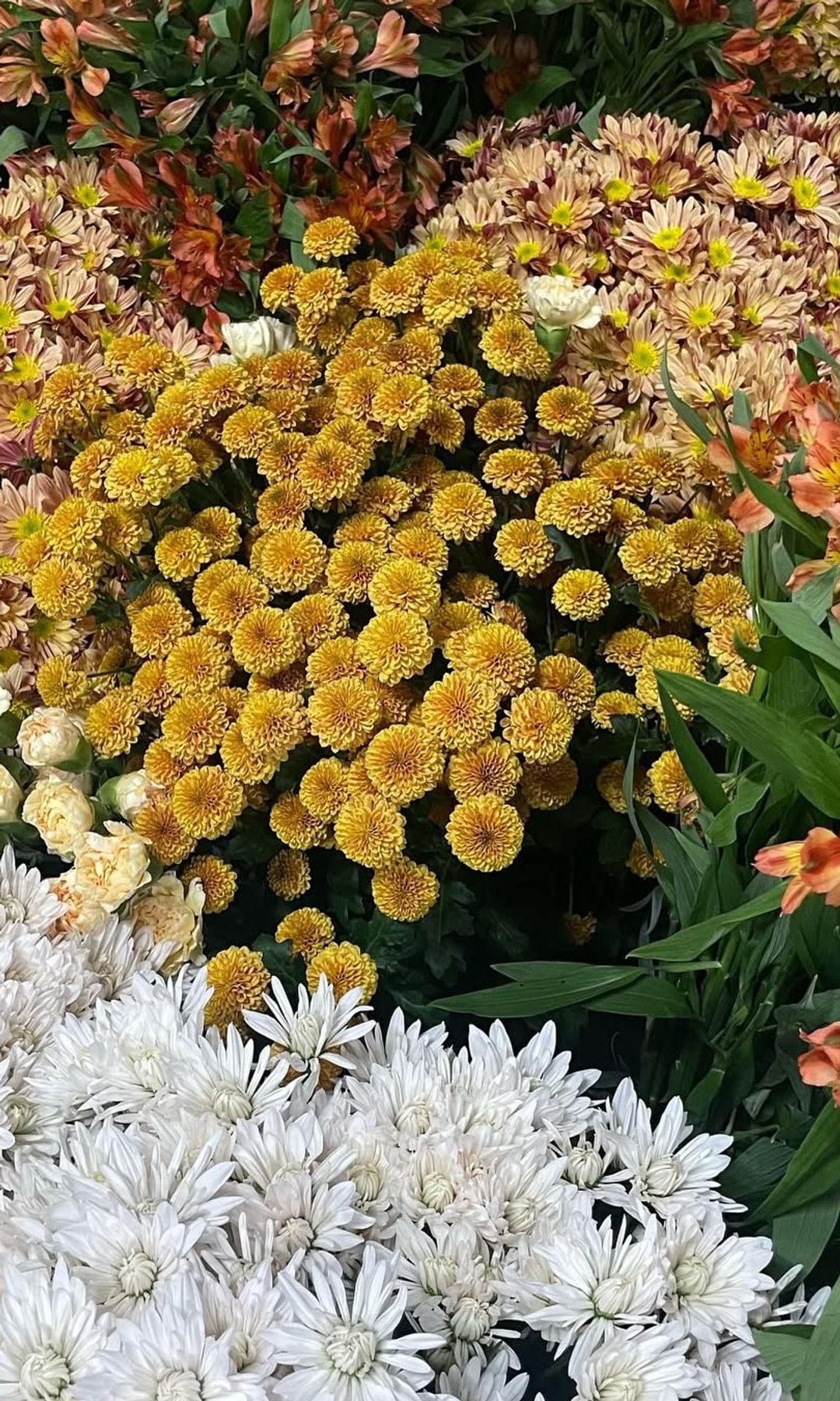 Preparación de las flores que cubrirán por primavera la fachada de la Casa de México en Madrid