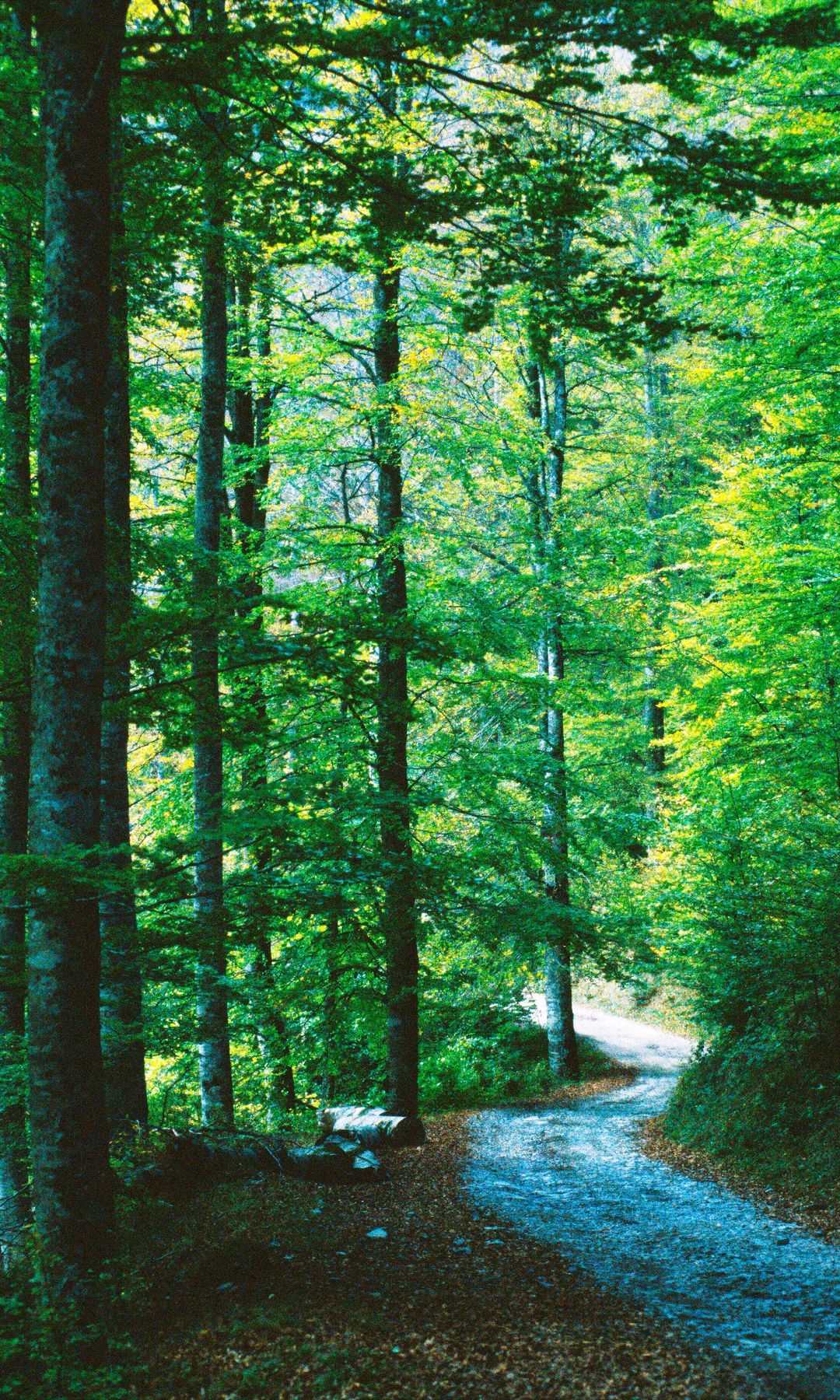 Selva de Irati, Reserva de la Biosfera, Navarra