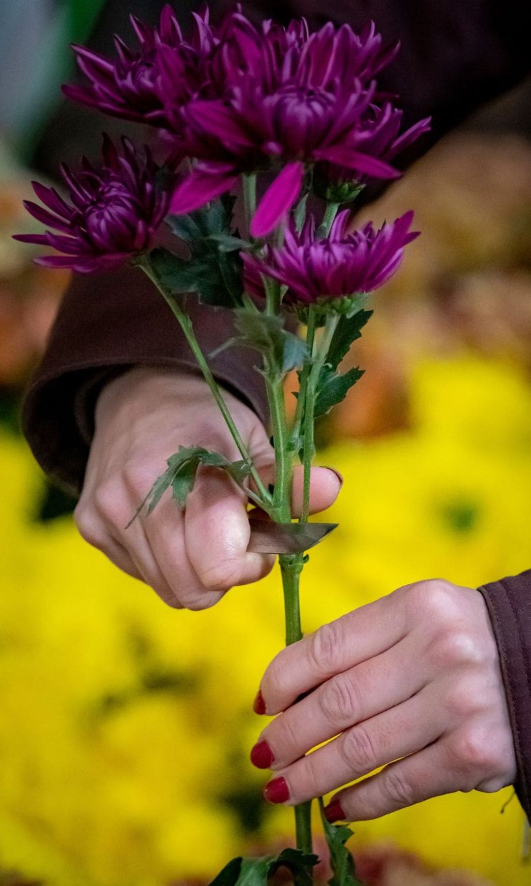 Preparación de las flores que cubrirán por primavera la fachada de la Casa de México en Madrid