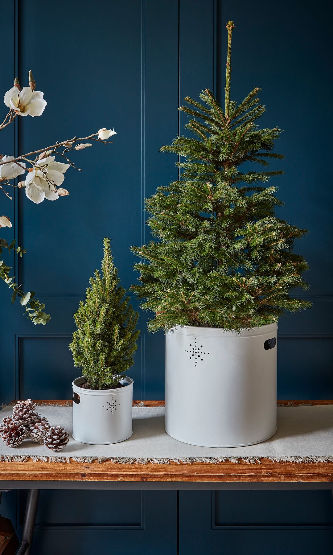 Árboles de Navidad naturales en maceta, mediano y pequeño