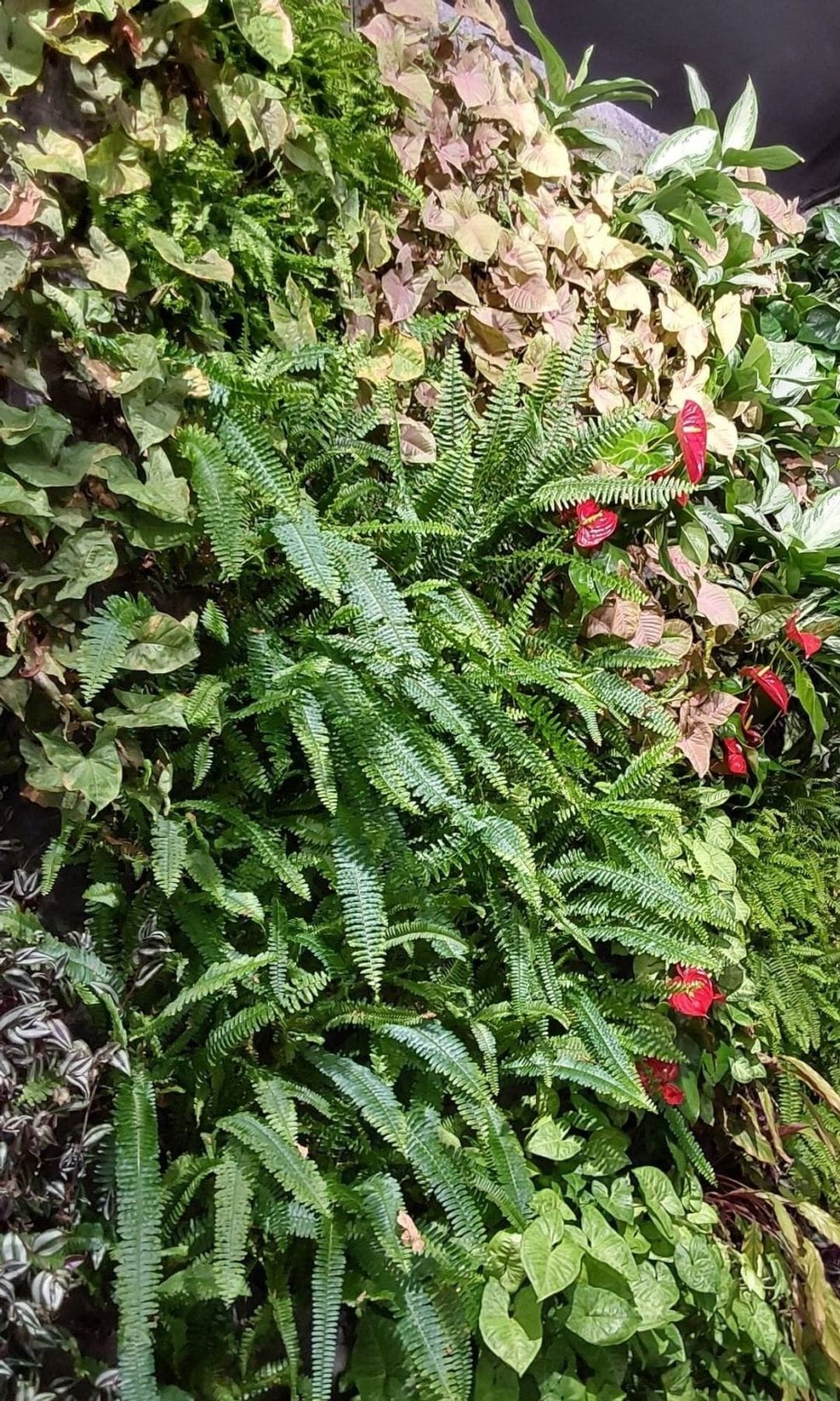 Jardín vertical en interior diseño de Biotonomy, ubicado en un área algo sombría