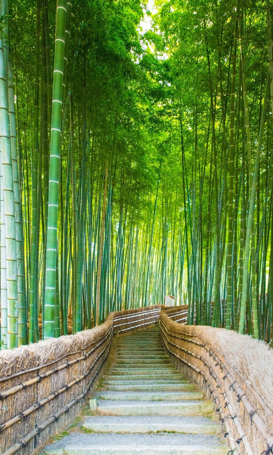 Bosque de bambú de Arashiyama, Kioto, Japón