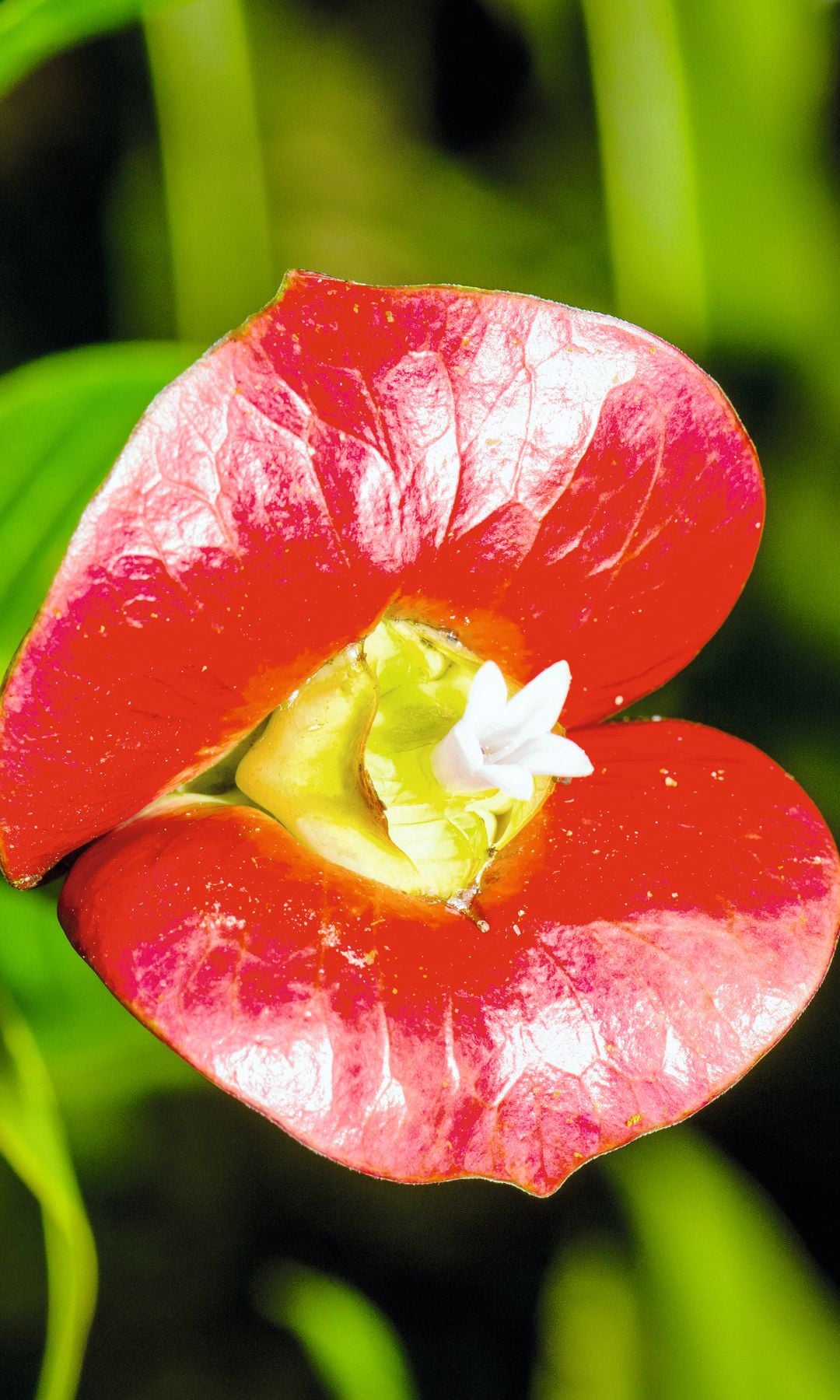 Una flor con forma de labios