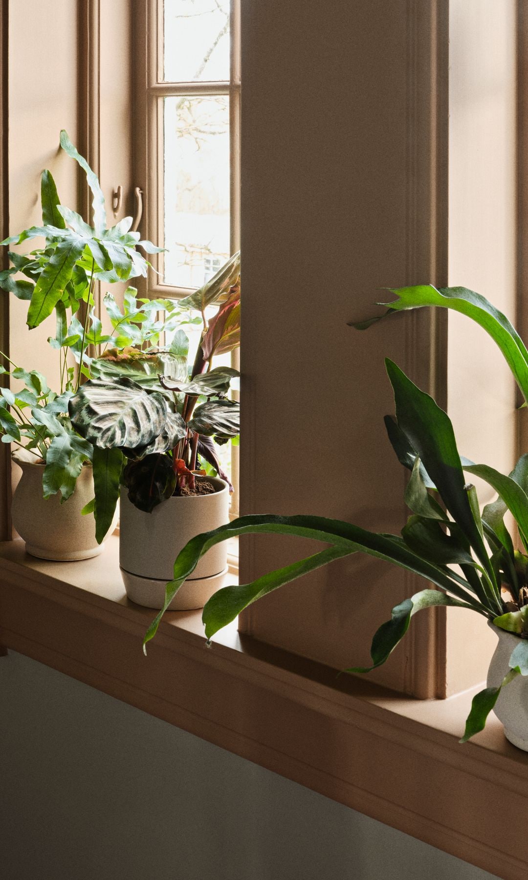 Ventana con macetas blancas con plantas 