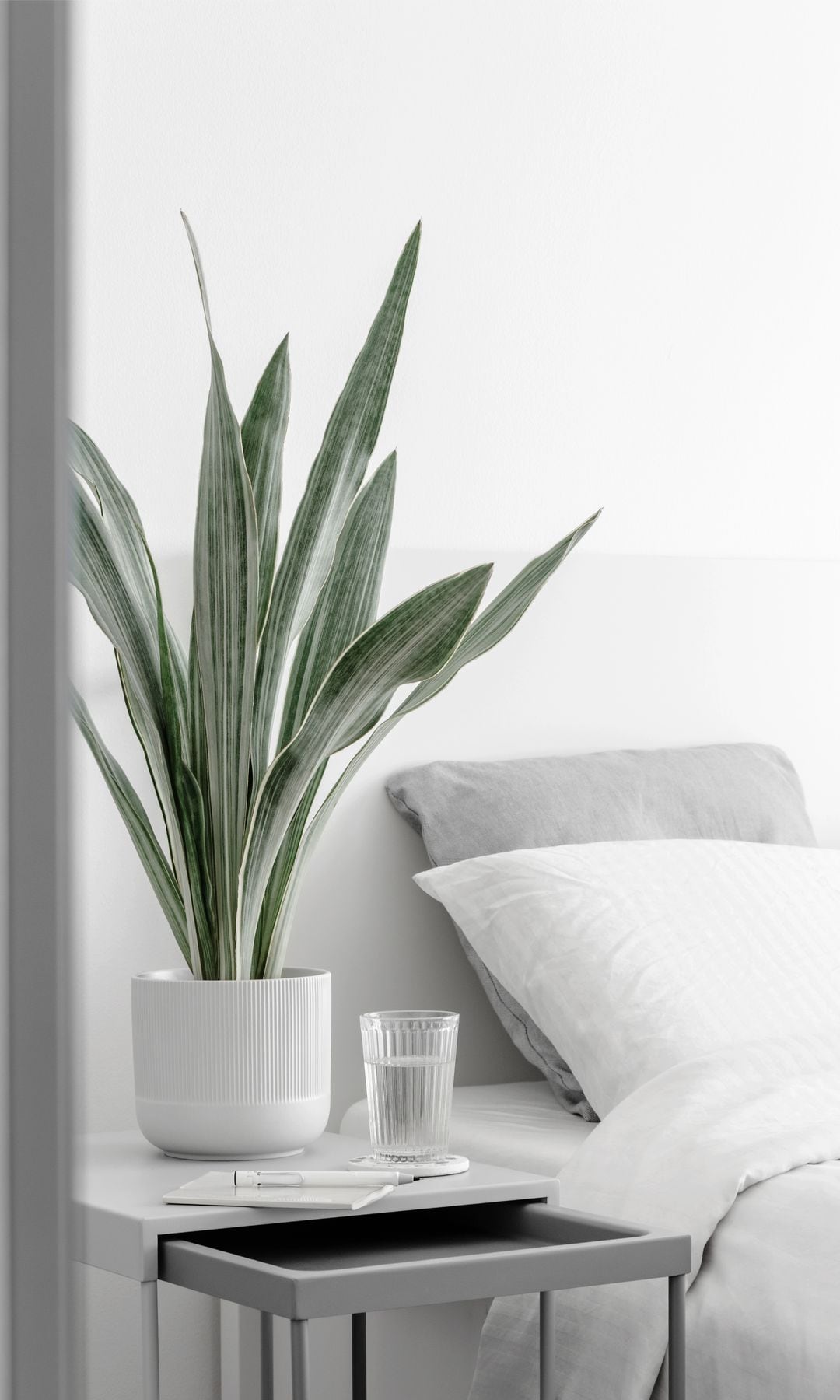 Sansevieria o lengua de suegra decorando un dormitorio