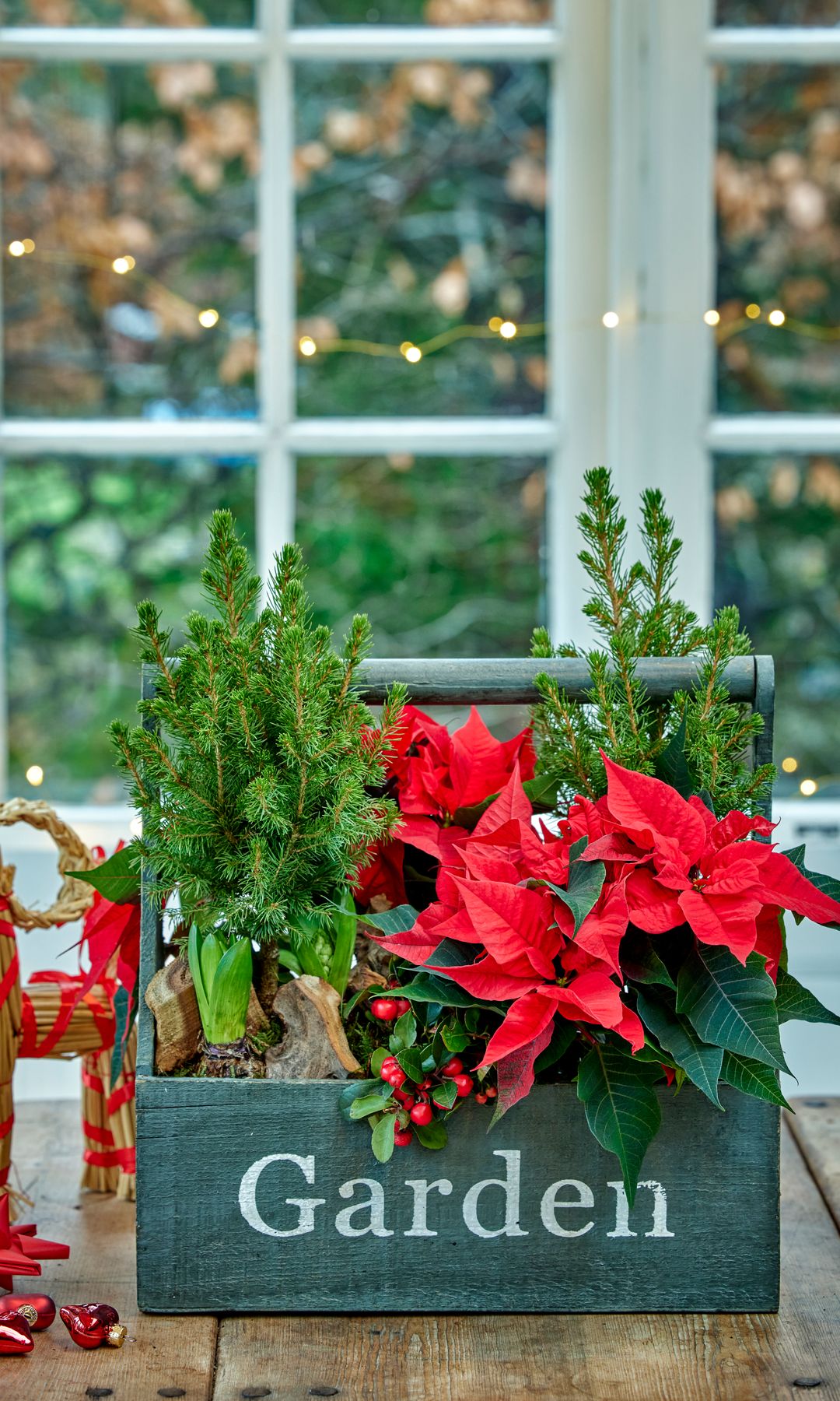 Cesta de jardín con poinsettia y abetos mini