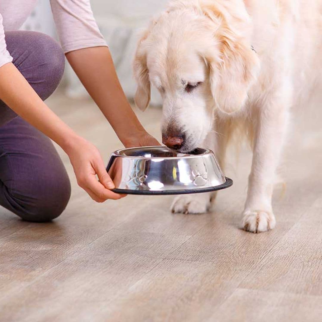 ¿Tu perro te pide las sobras? Tal vez no sean buenas para él