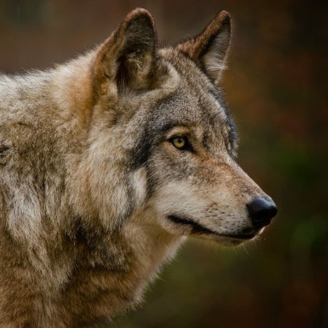 El hombre que vivió 3 años con un lobo ibérico pensando que era una perrita