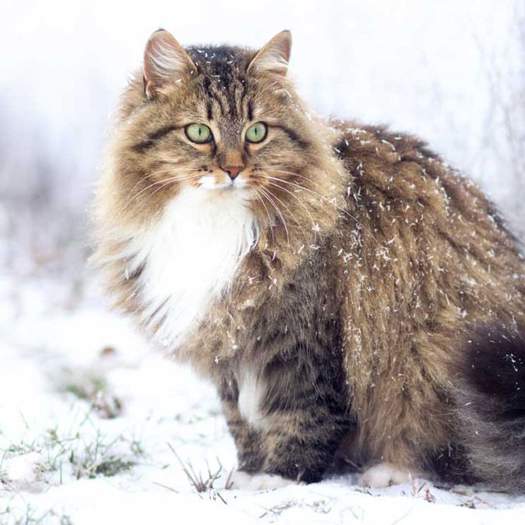 El gato siberiano, un felino que desprende la belleza de un gato salvaje en miniatura