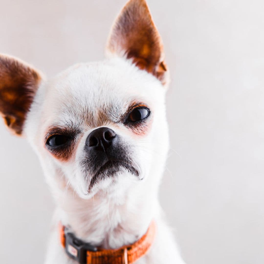 ¿Sabes qué te dice tu perro? Este diccionario te ayudará