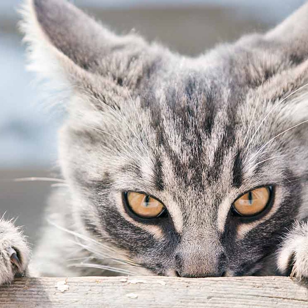 Fobia a los gatos, en qué consiste y cómo superarla