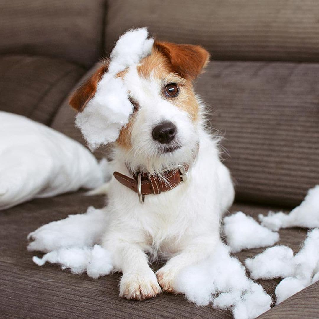 Razones por las que tu perro se porta mal