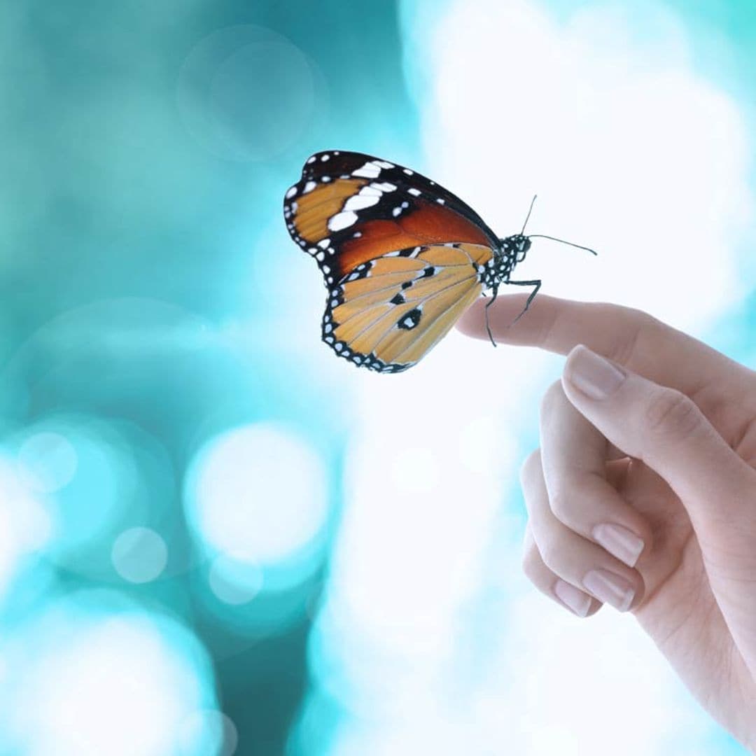 ¿Sabes qué es el efecto mariposa y cómo puedes aplicarlo en tu vida?