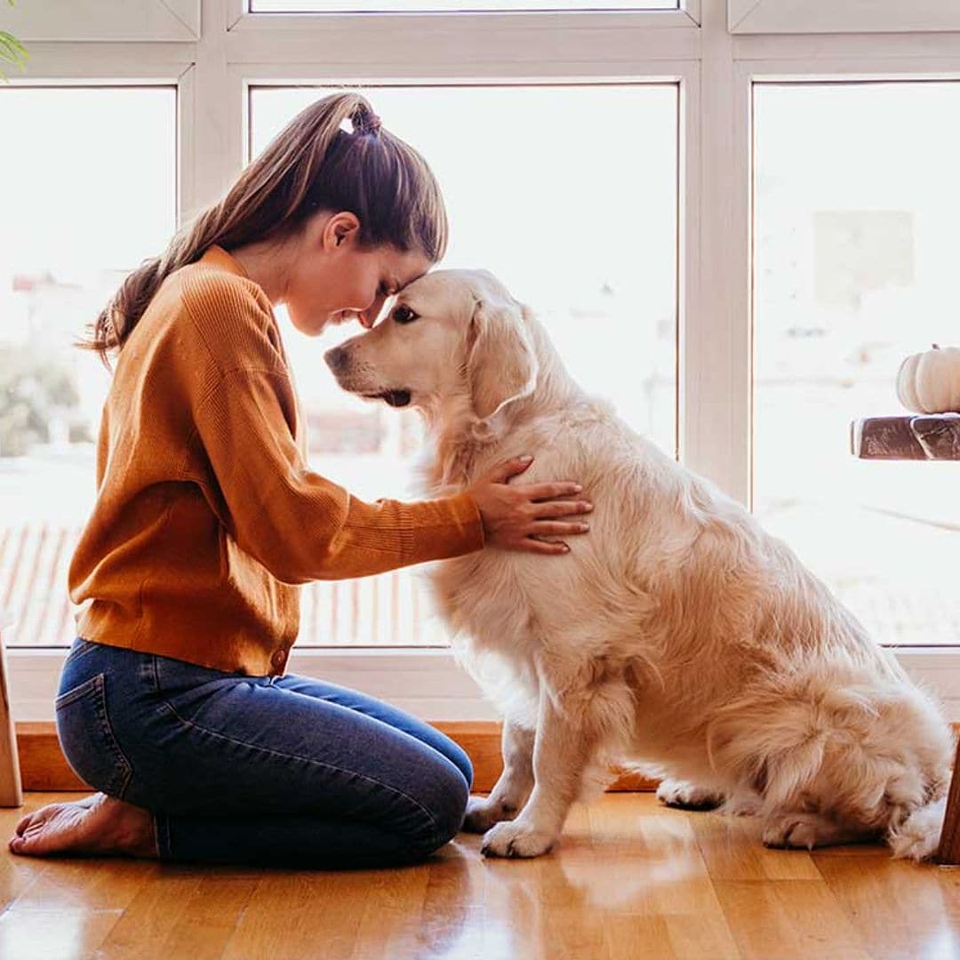 Tu perro agradece tu cariño, pero ¿cómo se lo transmito?