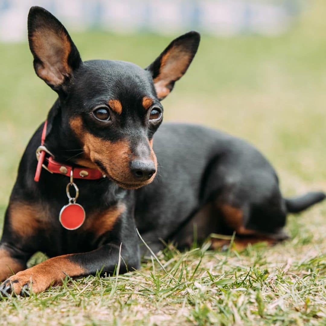 pinscher