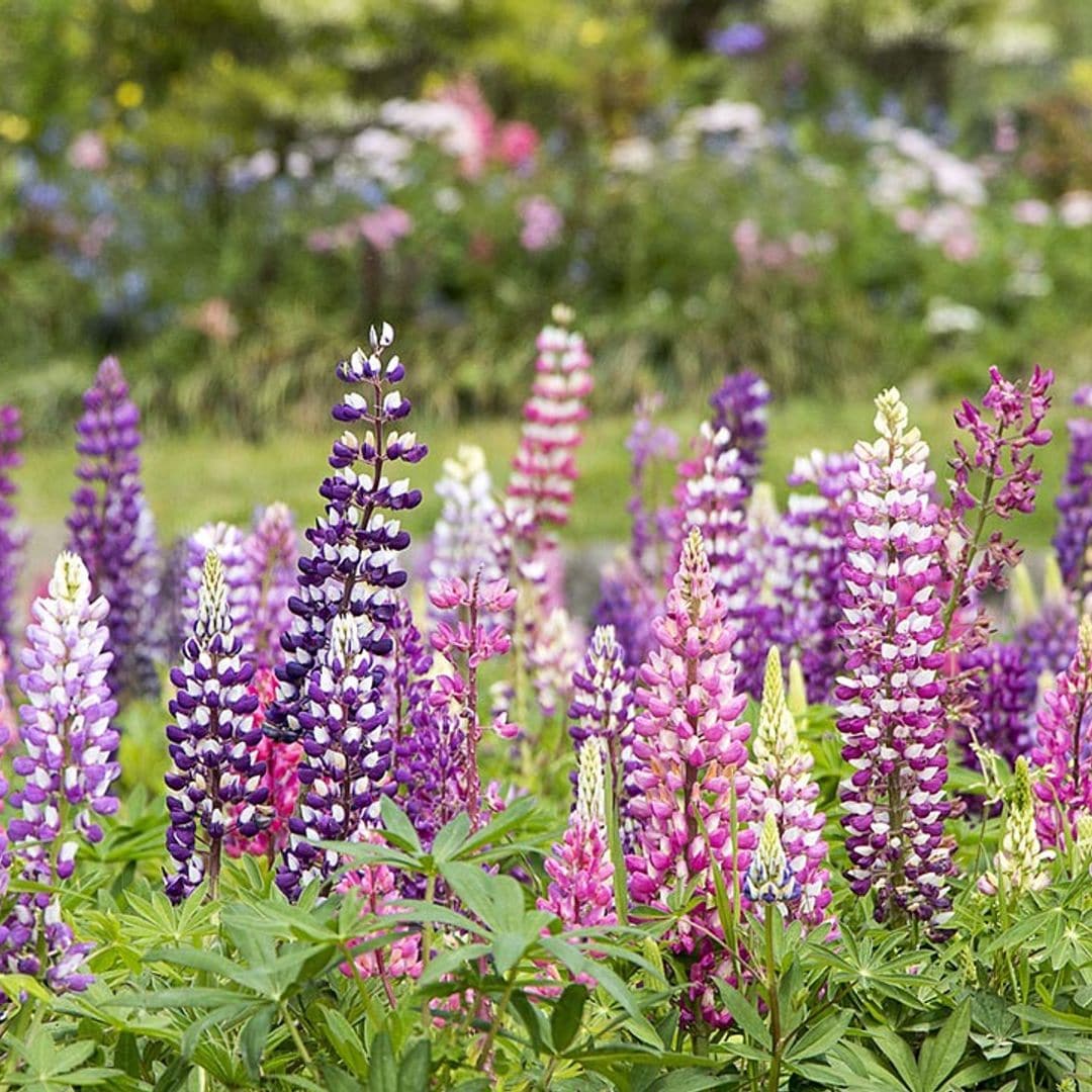 Cómo cuidar el 'delphinium' o espuela de caballero, una planta de exterior esbelta y llena de color