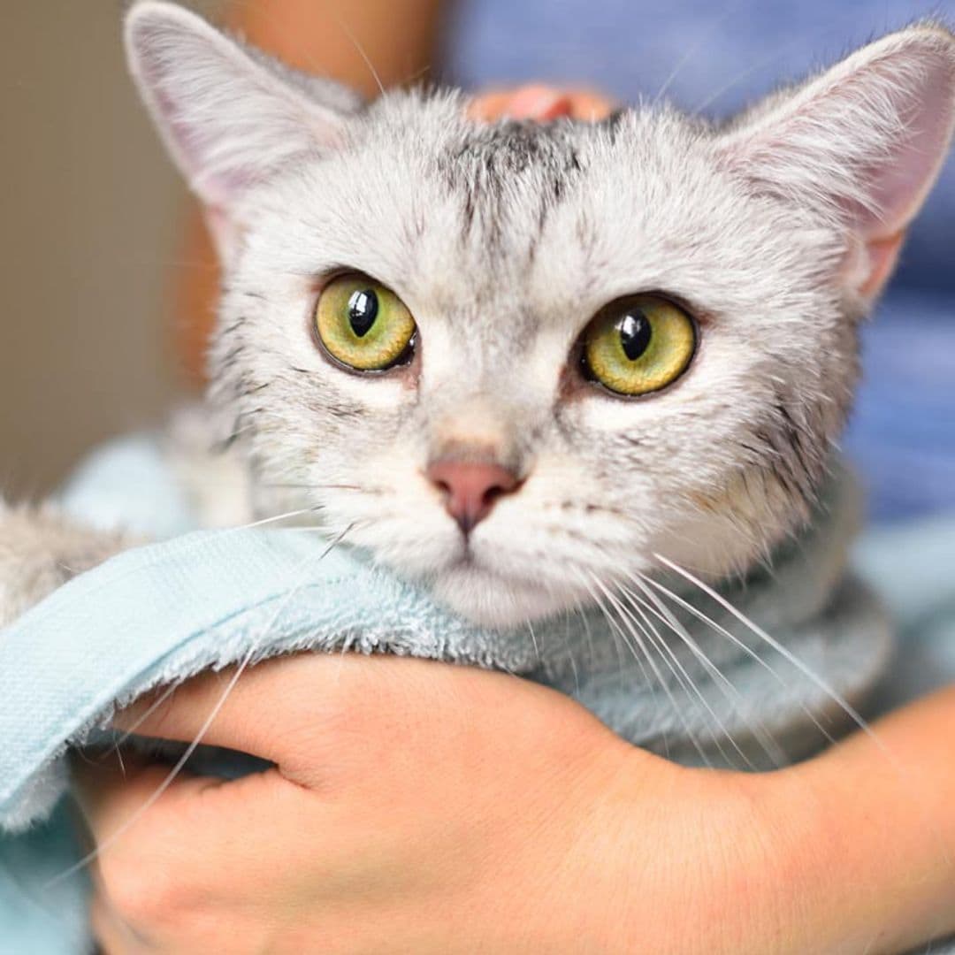 Toma nota de estos consejos básicos para bañar a tu gato si tiene la piel sensible