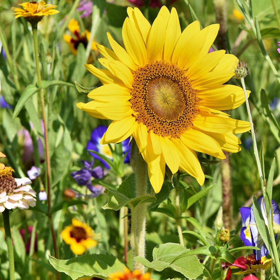 Así combatirás eficazmente una plaga de pulgón en tu jardín