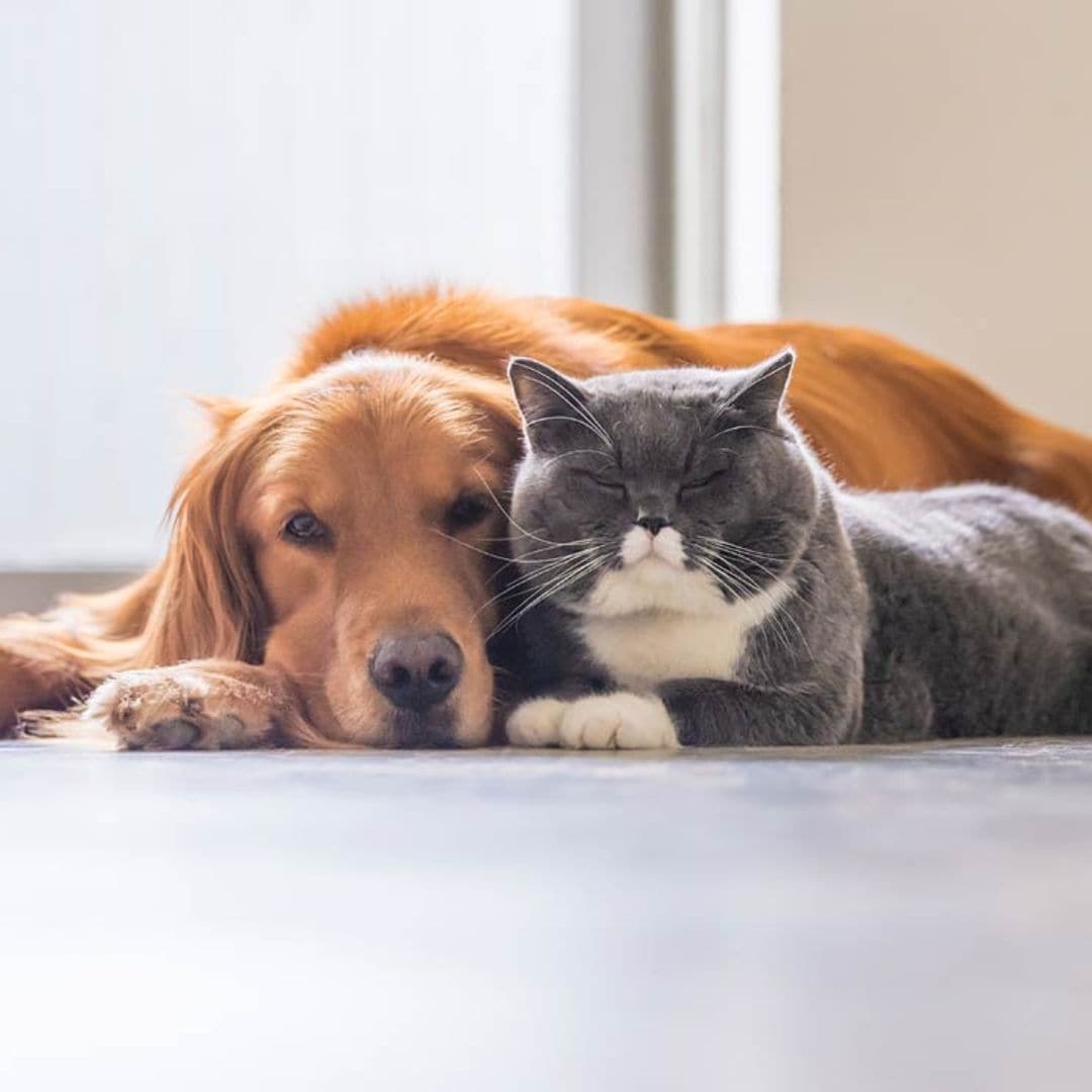 Los síntomas y tratamientos para problemas de tiroides en perros y gatos