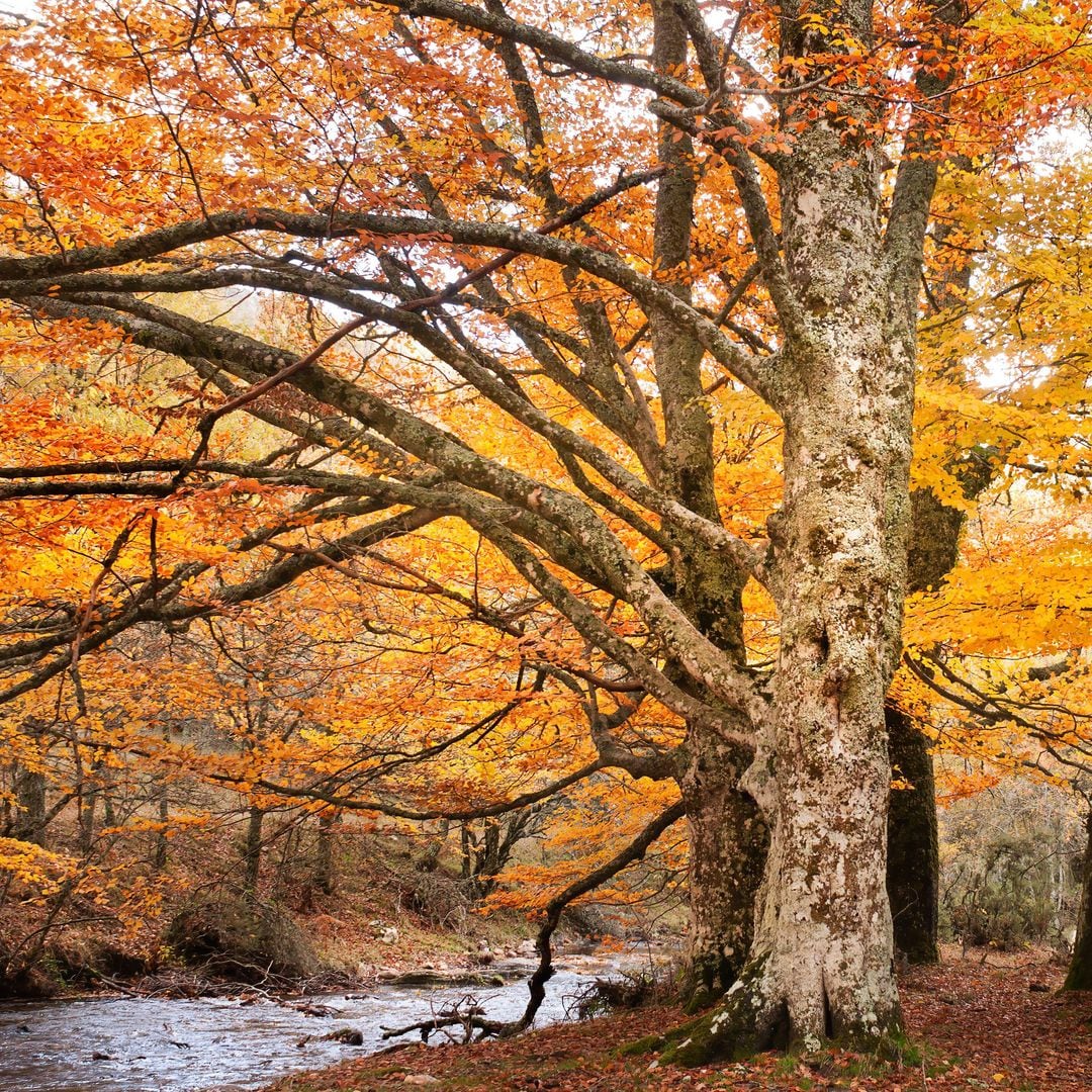 Hayedo de Montejo de la Sierra en otoño, Sierra Norte de Madrid