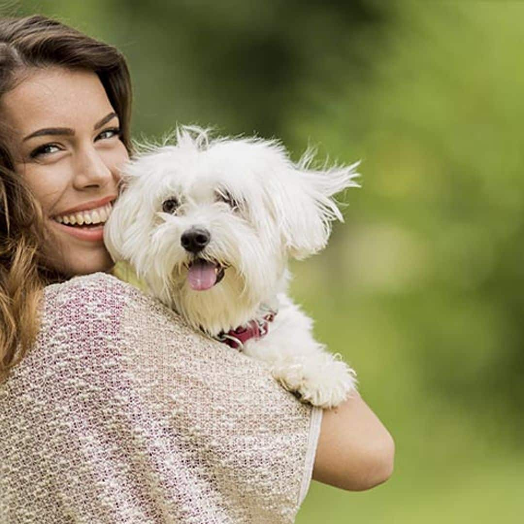 El bichón maltés: el perro que menos alergias produce