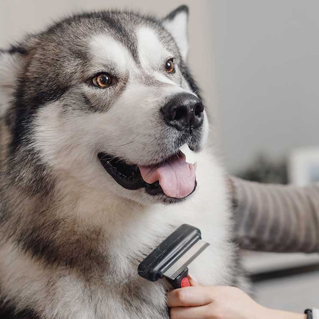 Consejos para que el pelaje de tu perro se mantenga sano y precioso