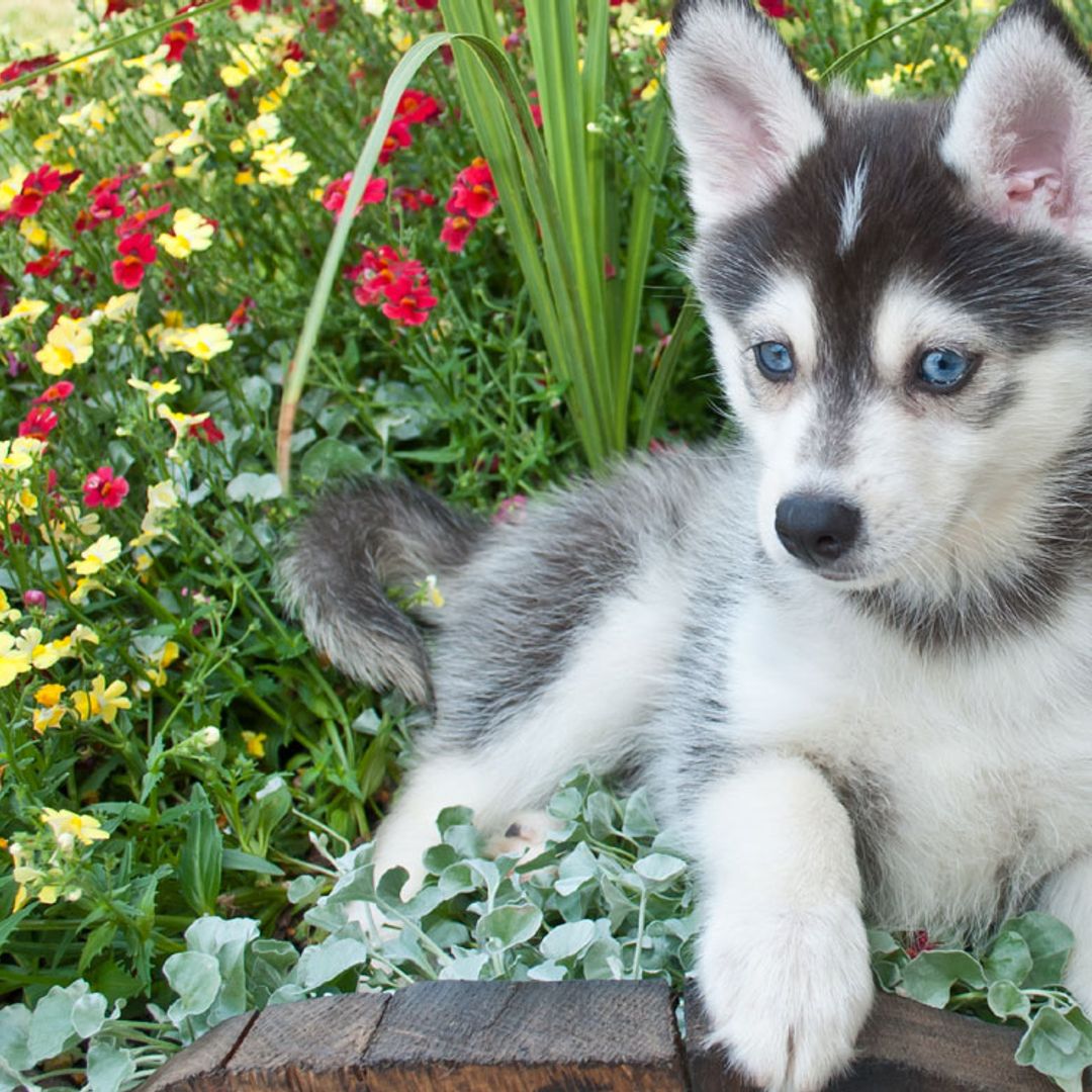 Pomsky, una raza de perro creada artificialmente