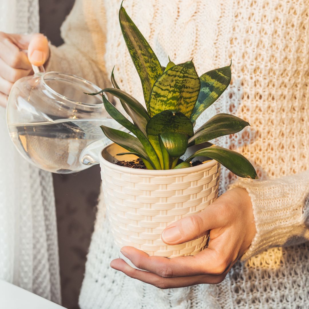 Mujer regando una sansevieria o lengua de suegra