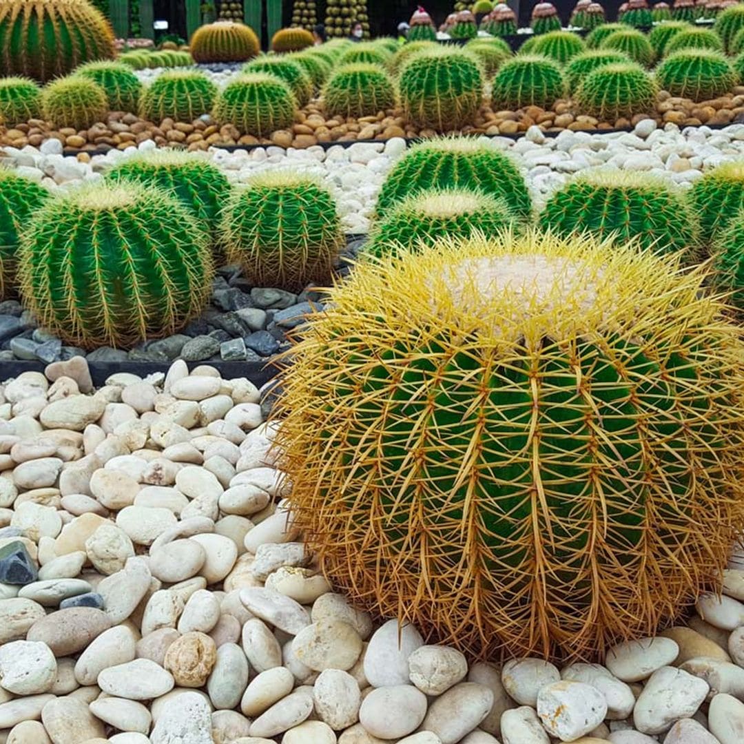 cactus erizo cultivo cuidados hola decoracion